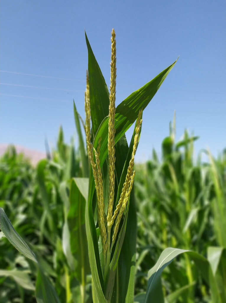 Fuel Delivery Services in Brooklyn NY Bioheat Fuel Supply